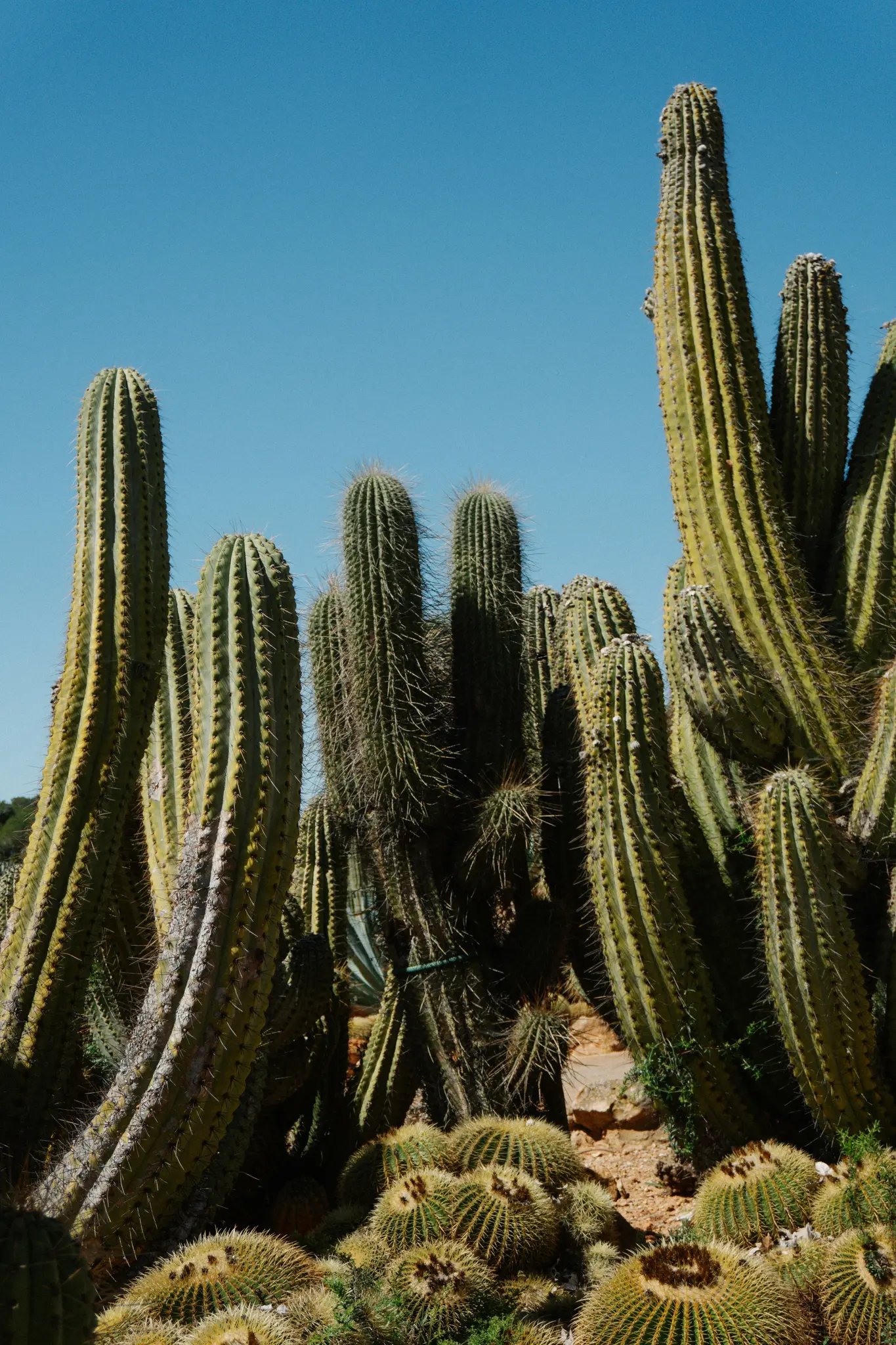 Een levendige foto van talrijke groene en gele cactussen van verschillende groottes, sommige hoog en kolomvormig, andere rond