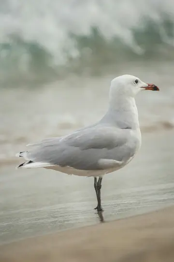 En hvid og grå måge står på ét ben på en våd sandstrand, vendt mod højre. Slørede havbølger er i baggrunden.