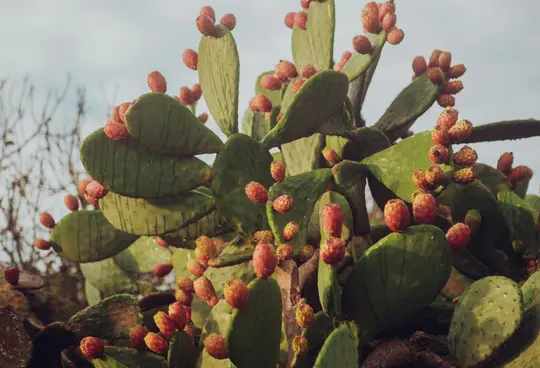 Een close-up van een vijgcactus, ook bekend als Opuntia, beladen met talrijke rijpe rode en oranje vruchten.
