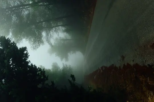 Une route asphaltée sombre et sinueuse traverse en diagonale une forêt dense et embrumée avec de grands arbres.