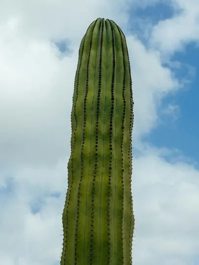 Lähikuva, pystysuora kuva korkeasta, vihreästä saguarokaktuksesta, joka täyttää suurimman osan kuvasta, sinistä taivasta