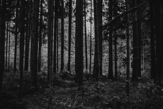 Photographie en noir et blanc d'une forêt dense, montrant de nombreux troncs d'arbres hauts et élancés et un sous-bois
