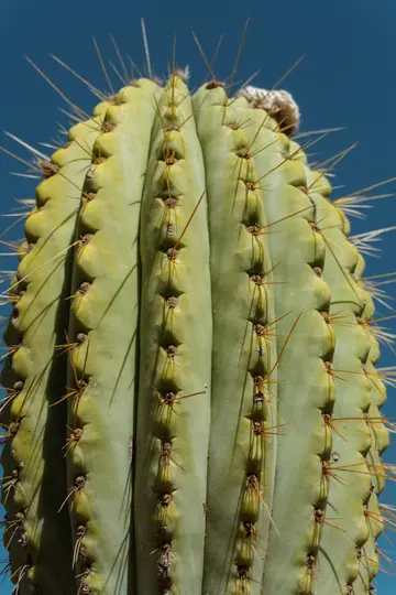 Een gedetailleerde close-up van een levendige groene cactus, die het geribbelde oppervlak en de scherpe, geelbruine stekels