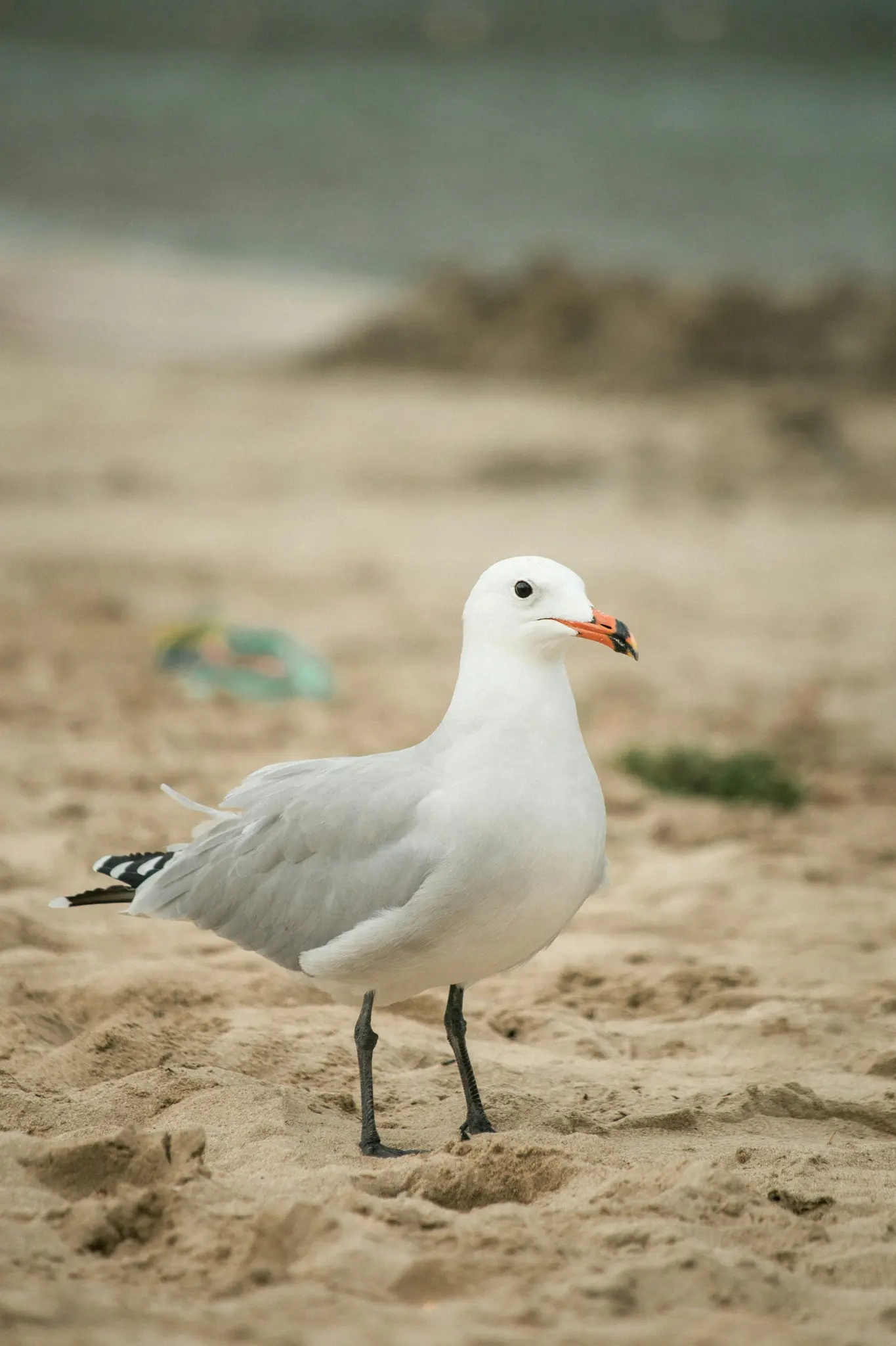Een witte en lichtgrijze zeemeeuw met een oranje snavel en zwarte poten staat op een zanderig strand met textuur, kijkend
