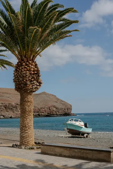 Ένας ψηλός φοίνικας με παχύ κορμό στέκεται σε πλακόστρωτη περιοχή δίπλα σε μια παραλία με βότσαλα. Ένα μικρό γαλάζιο σκάφος