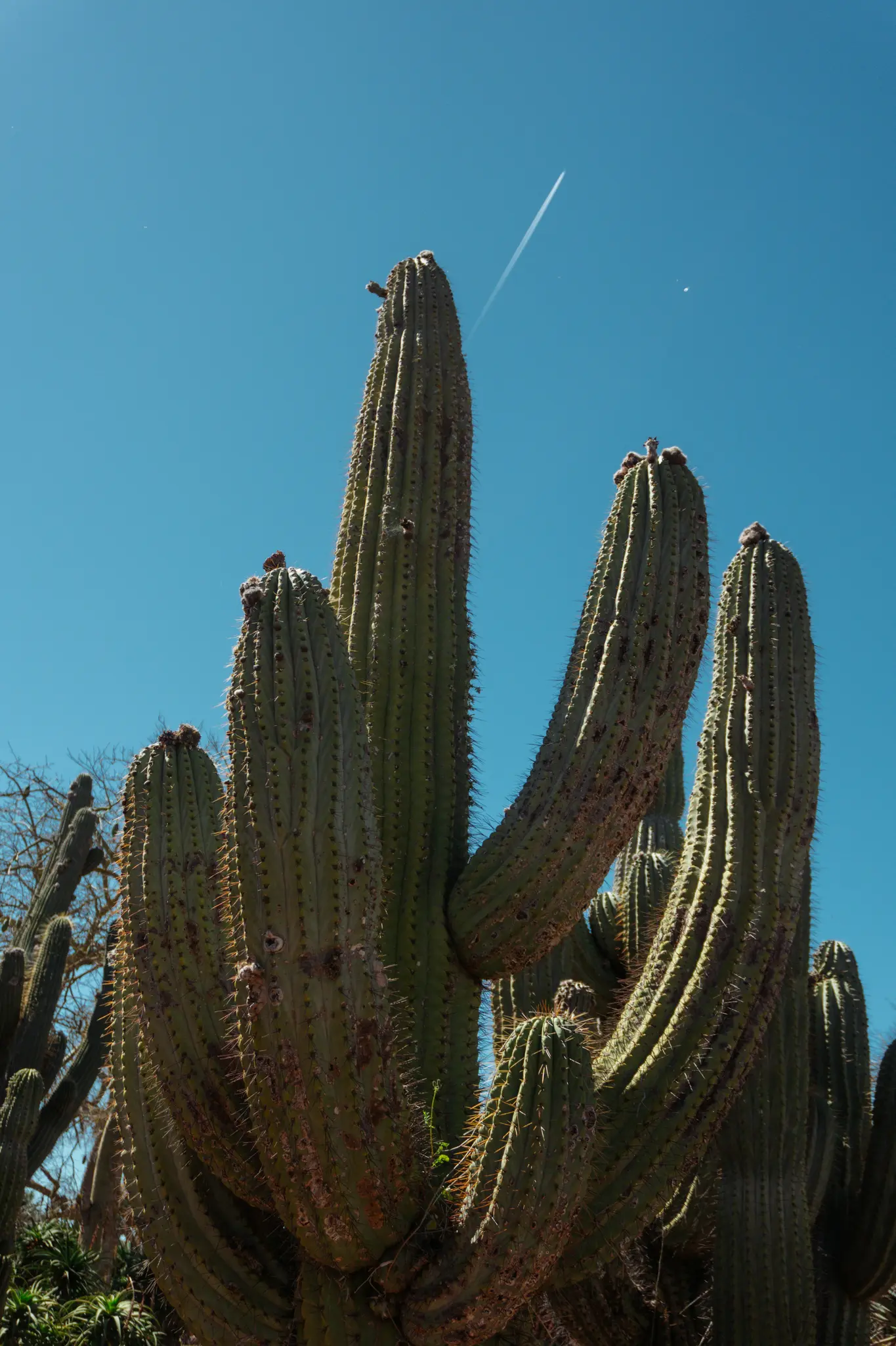 Aufnahme eines hohen, vielarmigen Saguaro-Kaktus vor einem klaren, leuchtend blauen Himmel. Ein weißer Kondensstreifen zieht