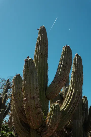 Záběr vysokého, vícerozměrného kaktusu saguaro proti jasné, zářivě modré obloze. Bílá kondenzační stopa se táhne přes…