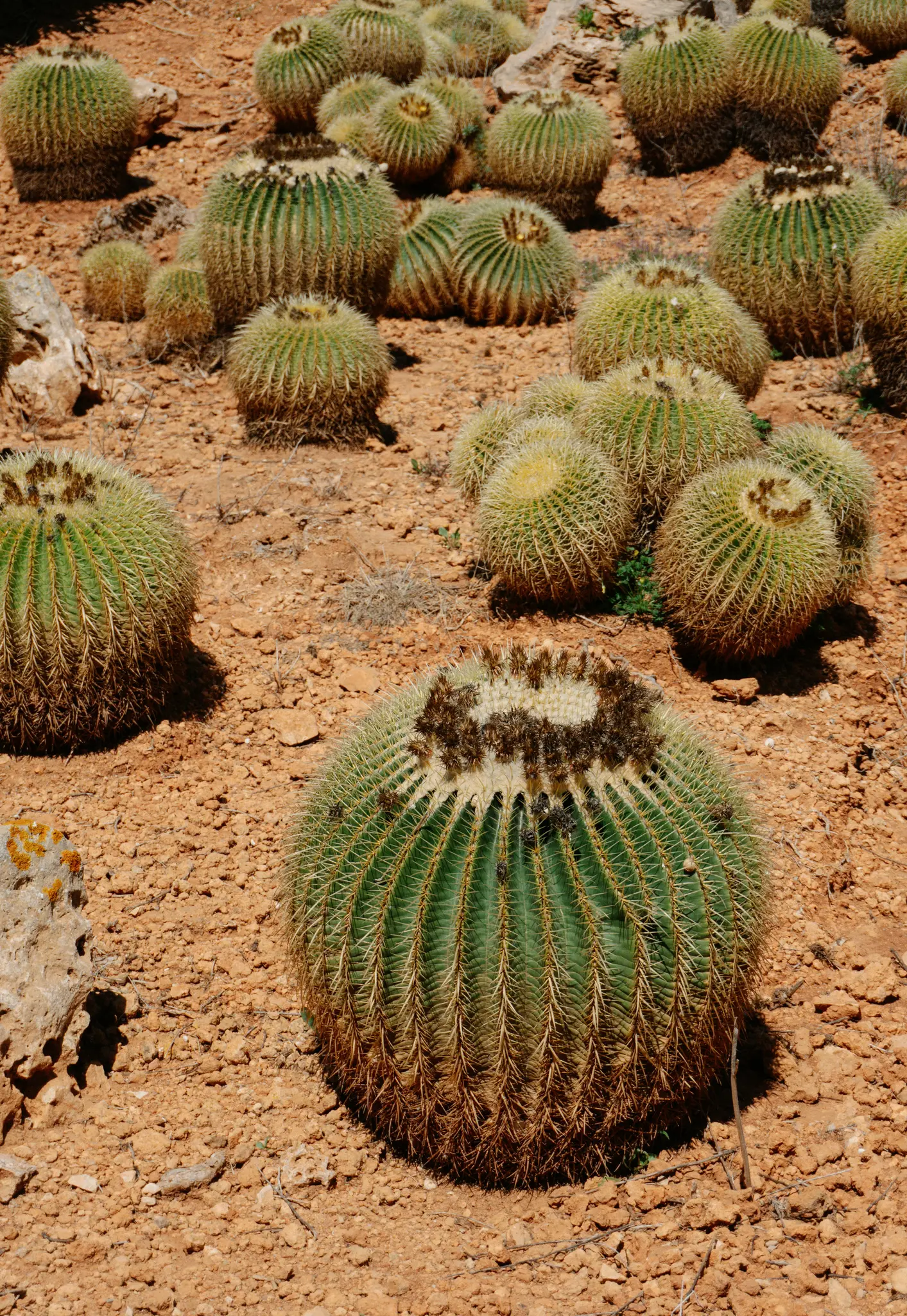 Een close-up op ooghoogte van talrijke groene vatcactussen met gele stekels, groeiend in droge, roodbruine aarde.