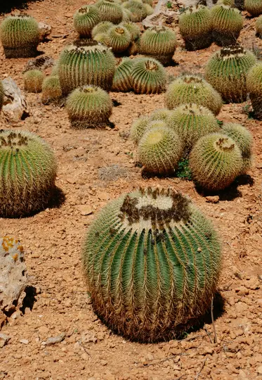Una ripresa ravvicinata all'altezza degli occhi di numerosi cactus a botte verdi con spine gialle, che crescono in un terreno