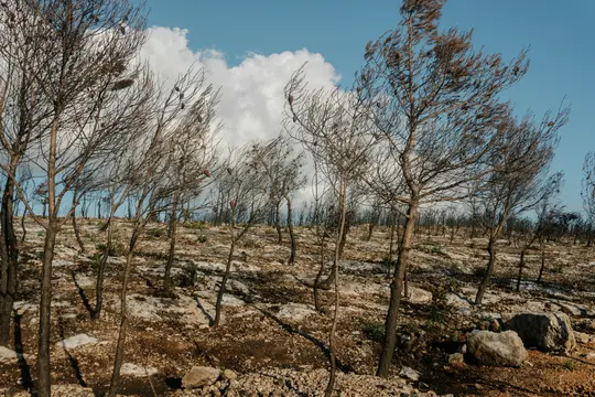 Une vue large d'un paysage rempli de nombreux arbres fins et sans feuilles aux troncs et branches sombres. Le sol est rocheux