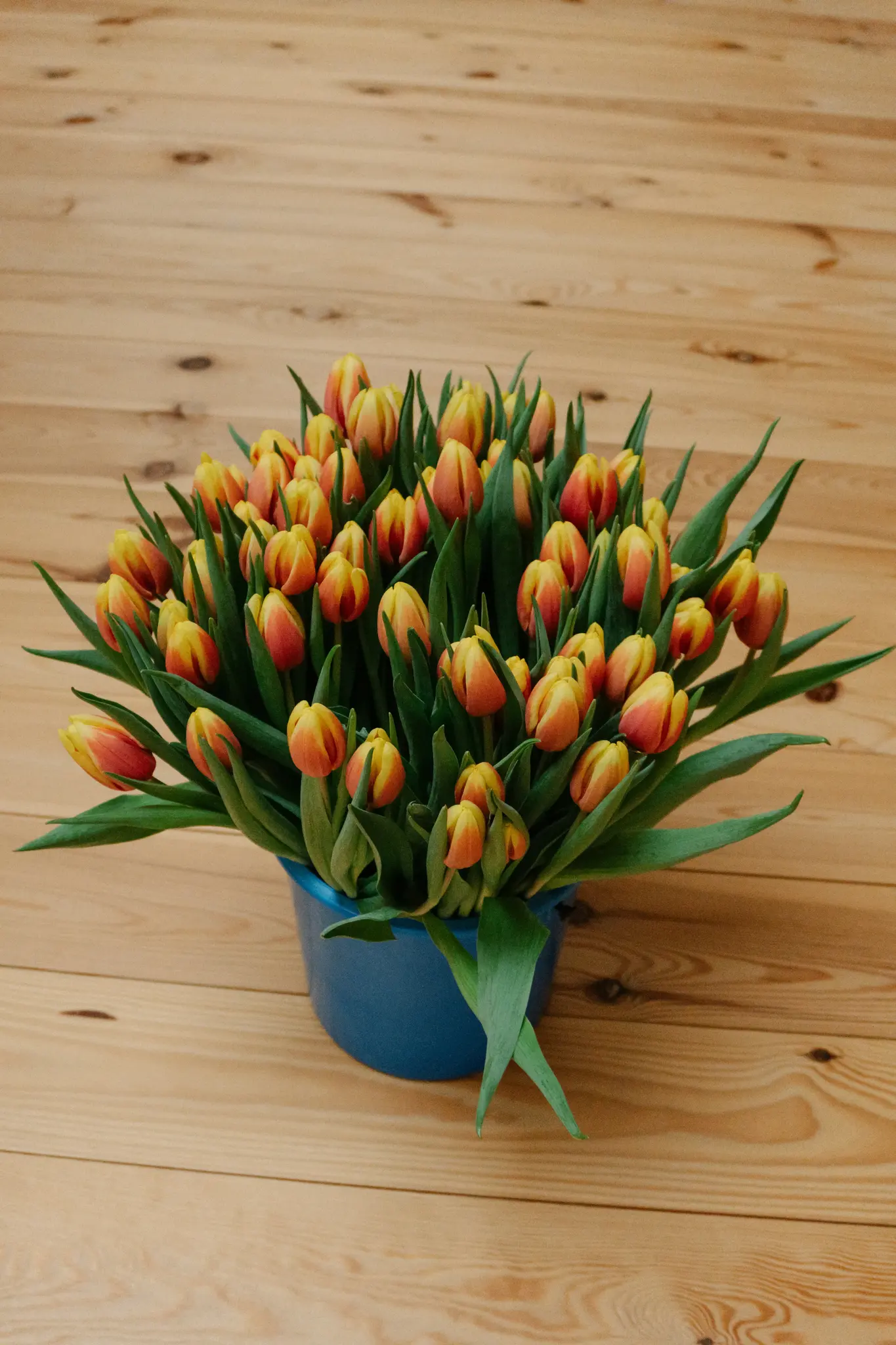 Een levendig boeket van oranje en gele tulpen met groene bladeren vult een blauwe emmer, rustend op een lichte houten vloer.