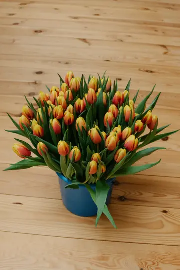 Un vibrante bouquet di tulipani arancioni e gialli con foglie verdi riempie un secchio blu, appoggiato su un pavimento di