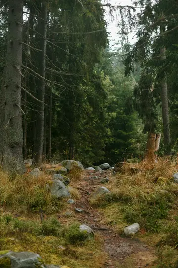 Un chemin de terre étroit et sinueux serpente à travers une forêt dense. De grands arbres à feuilles persistantes bordent les