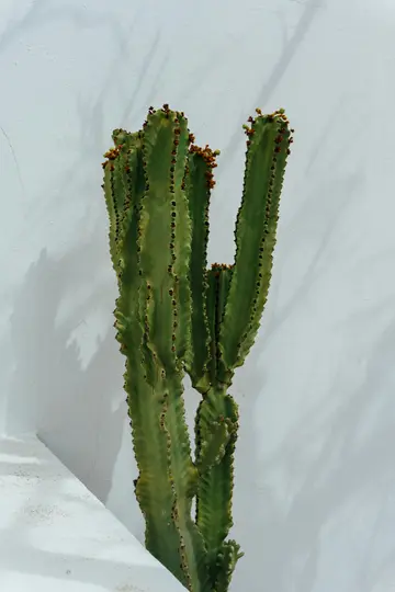 Un cactus verde alto y con múltiples tallos se alza prominentemente contra una pared blanca texturizada. Las sombras se