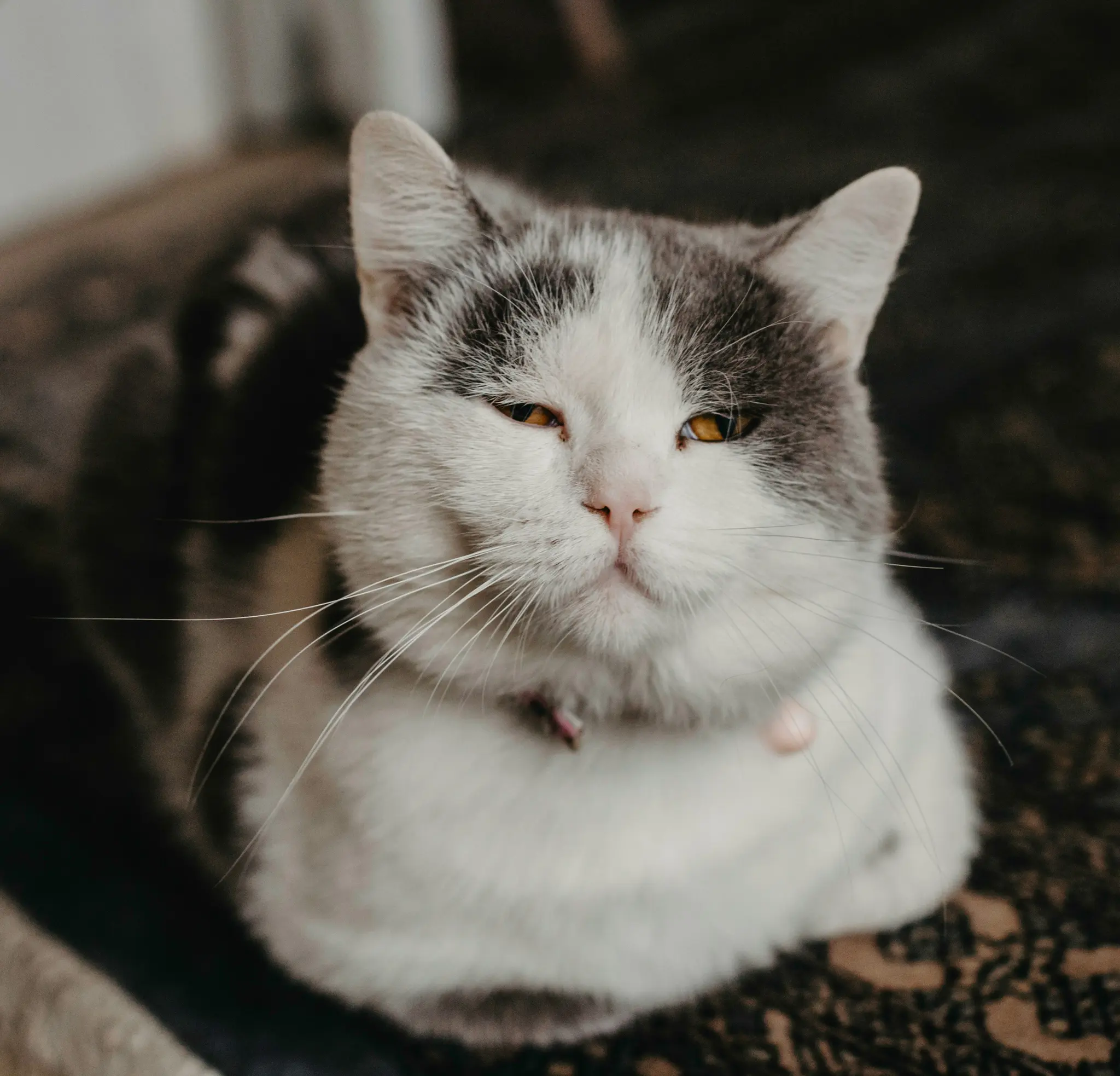 Eine Nahaufnahme, Augenhöhe-Aufnahme einer weiß-grauen Katze mit leuchtend gelben Augen, die den Betrachter direkt ansieht.