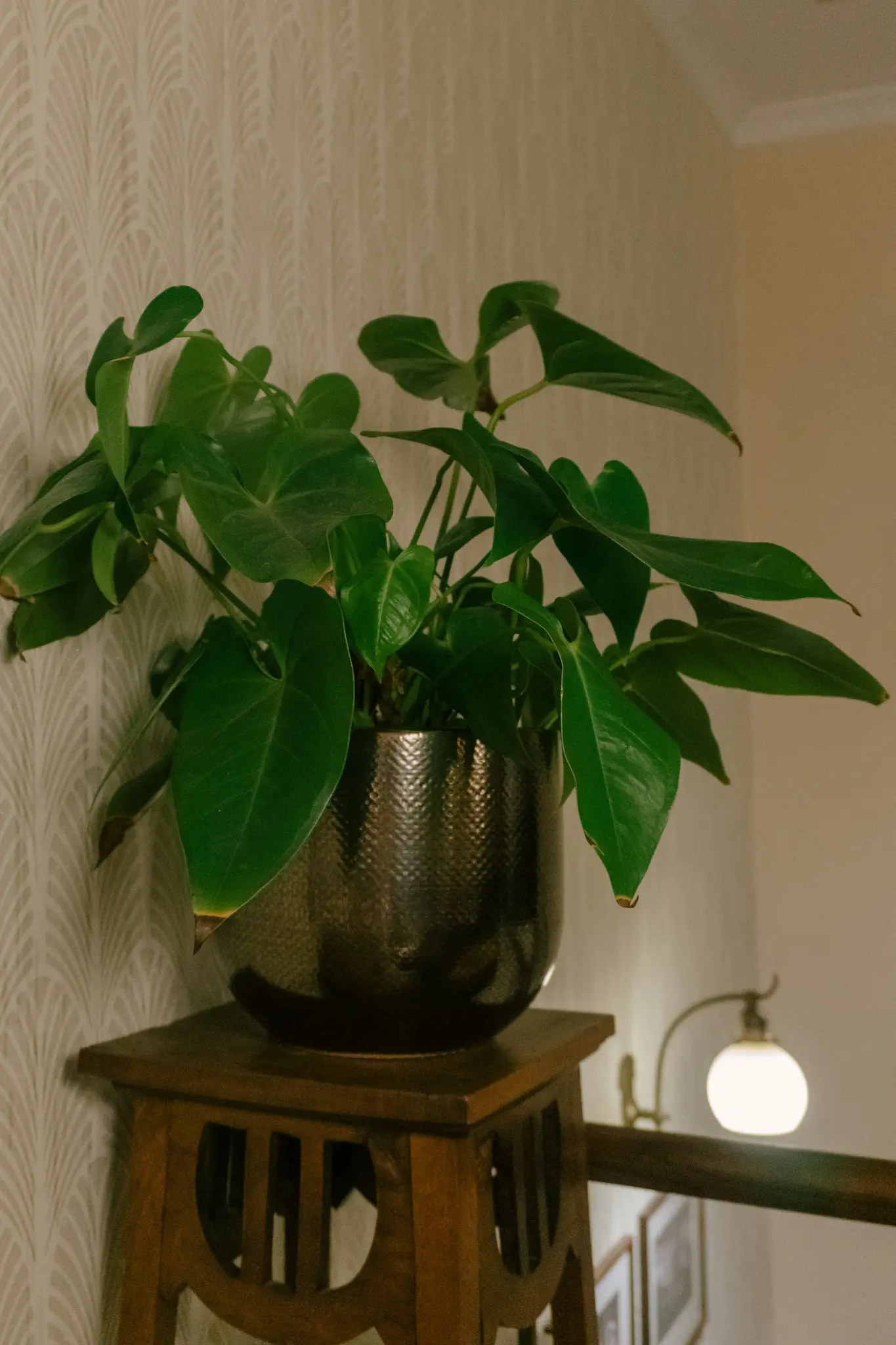 Una planta de interior de color verde vibrante en una maceta metálica oscura texturizada descansa sobre un soporte de madera