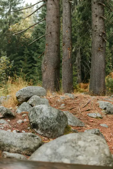 Vue rapprochée d'un sol forestier couvert de gros rochers gris, d'aiguilles de pin sèches et de touffes d'herbe sèche. Trois