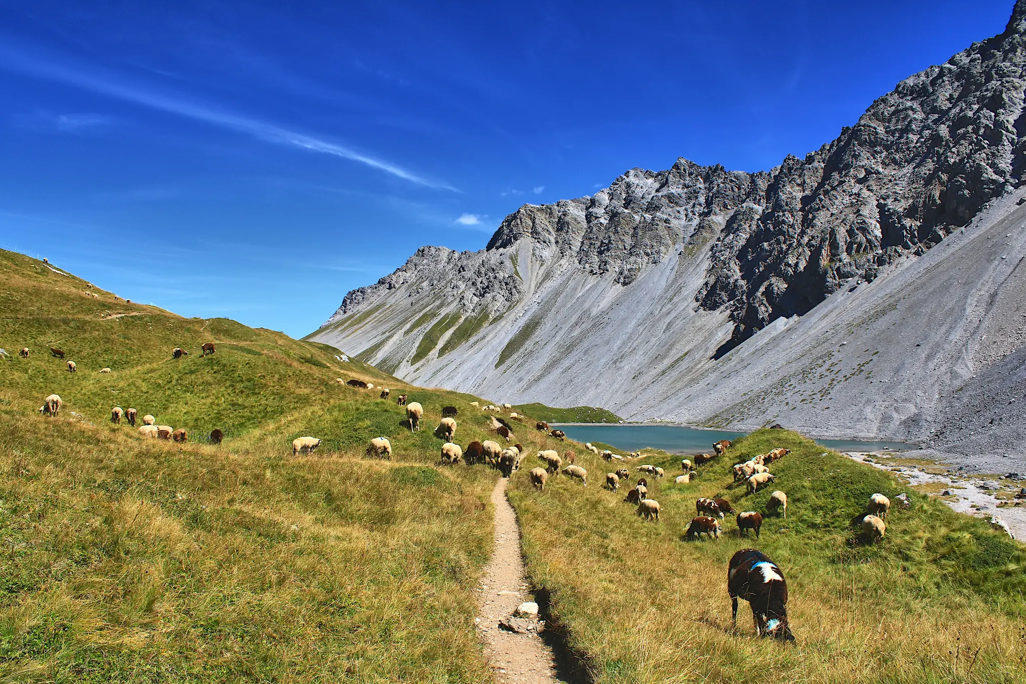 A wide landscape photo shows a herd of sheep and a few cows grazing on a green and golden grassy mountain slope. A narrow…