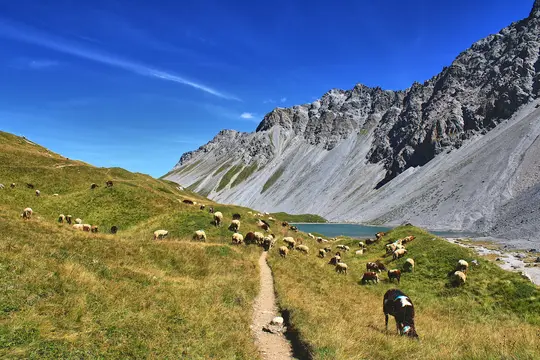 A wide landscape photo shows a herd of sheep and a few cows grazing on a green and golden grassy mountain slope. A narrow…