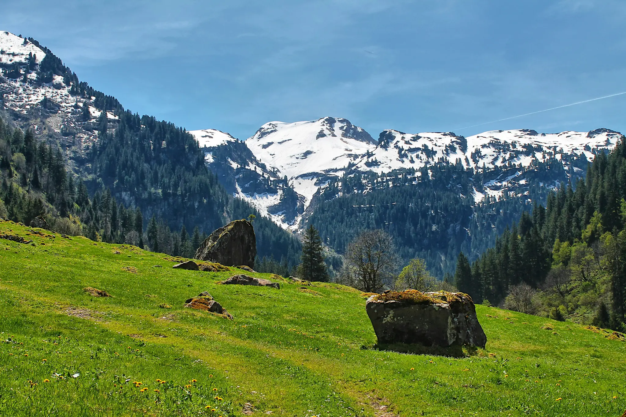 A wide landscape view of a bright green grassy hillside with several large mossy boulders. In the background, dense pine…