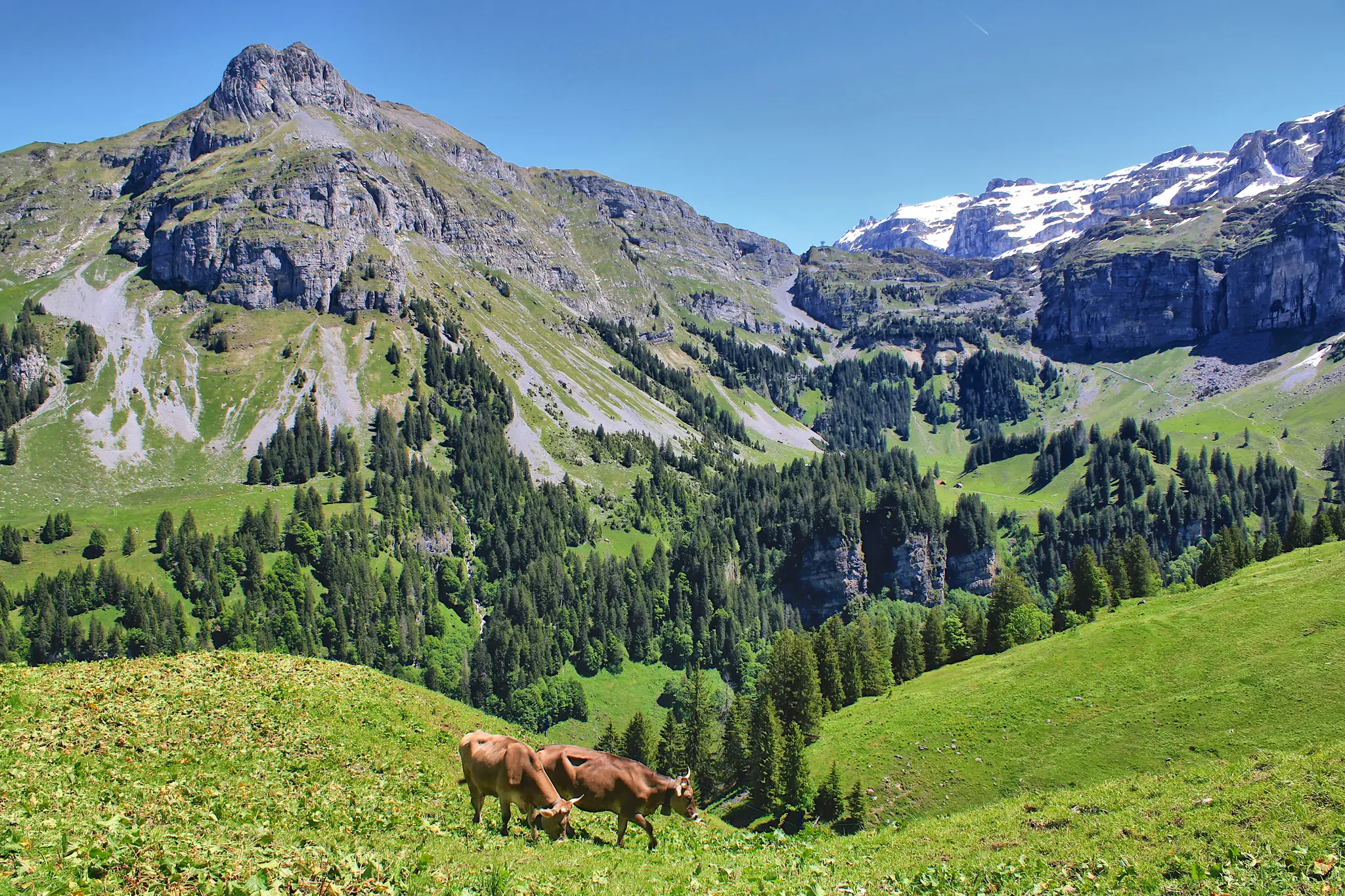 Two brown cows graze on a bright green, sunlit hillside. Behind them, a valley filled with dark green pine trees leads to…