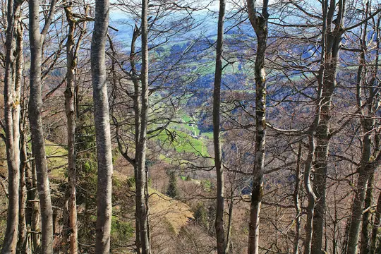 A view through a dense forest of tall, bare trees. In the background, a vibrant green valley with fields and a winding path…
