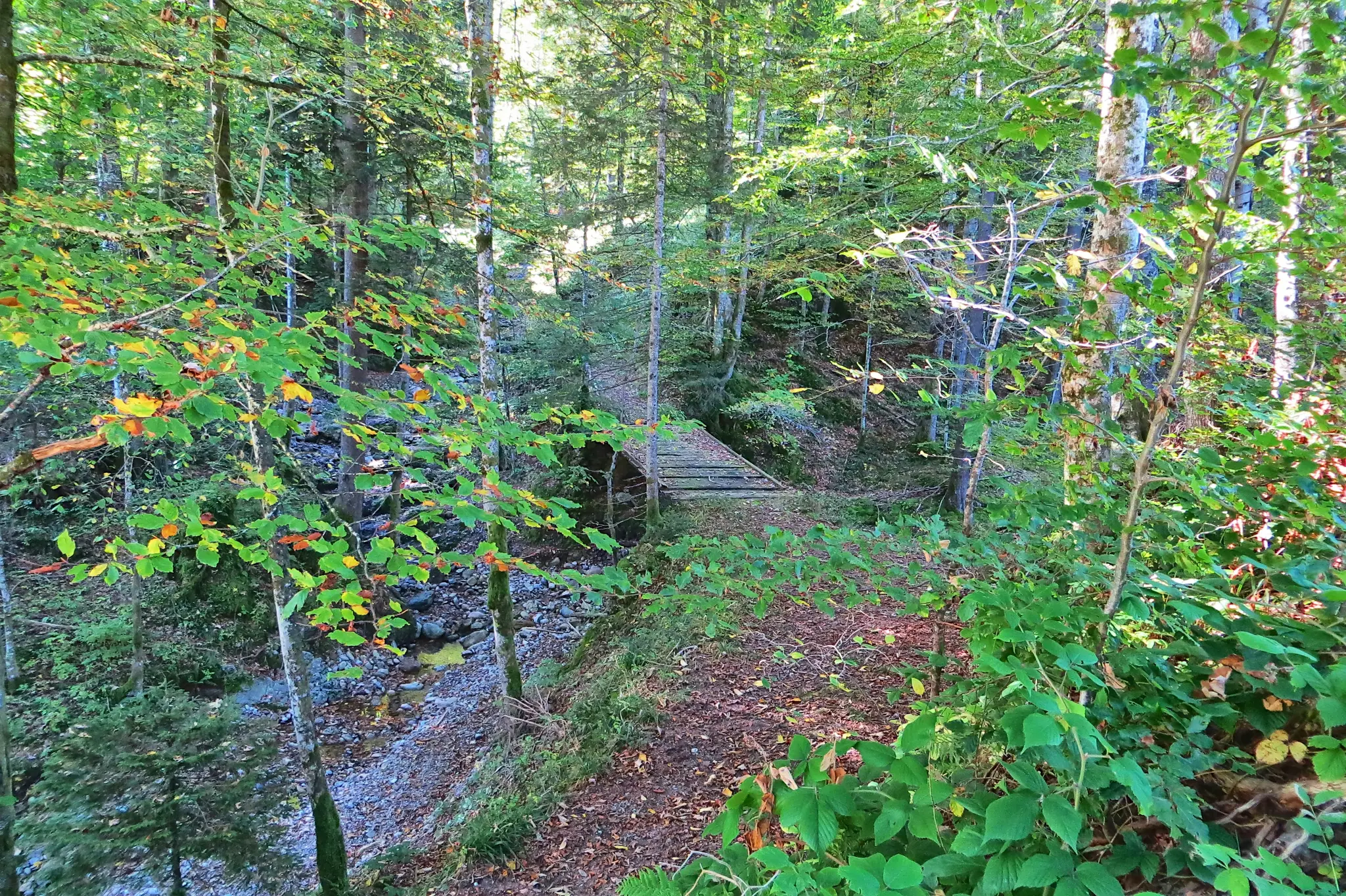 A wooden bridge crosses a small, rocky stream in a vibrant green forest. Sunlight illuminates the leaves, some turning…