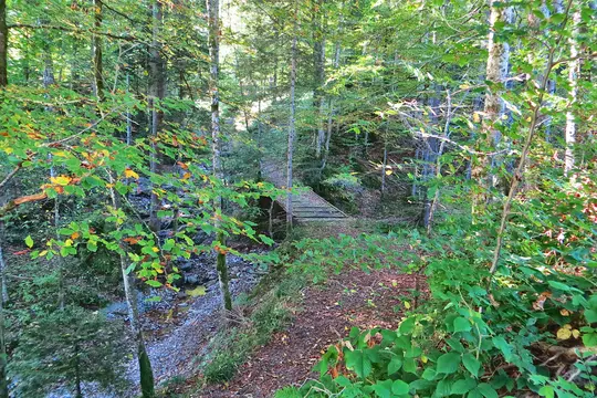 A wooden bridge crosses a small, rocky stream in a vibrant green forest. Sunlight illuminates the leaves, some turning…