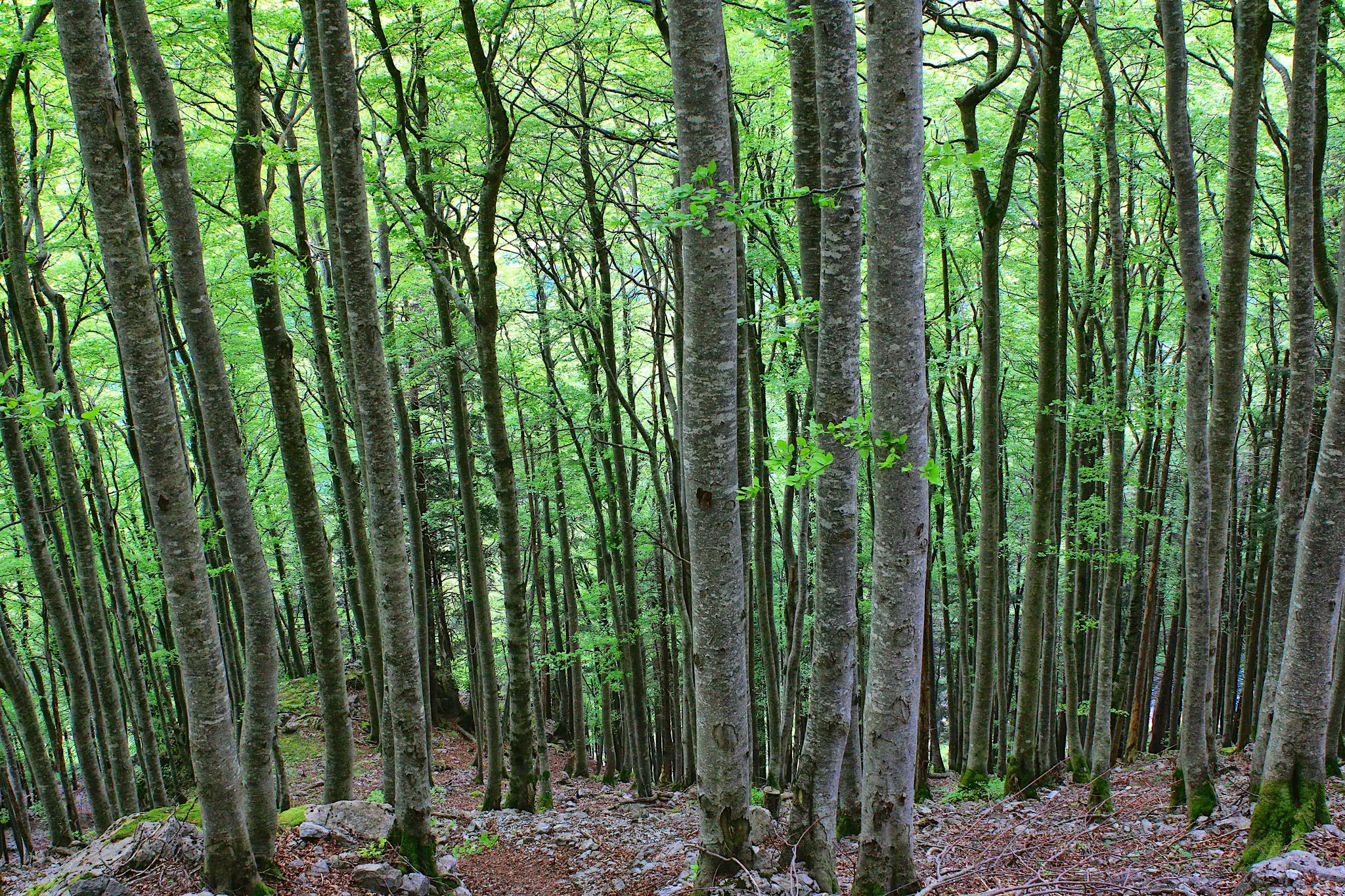 En tæt skovscene med talrige høje, slanke træer. Træstammerne er lysegrå, og deres grene er dækket af…