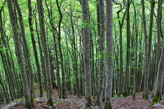 En tæt skovscene med talrige høje, slanke træer. Træstammerne er lysegrå, og deres grene er dækket af…