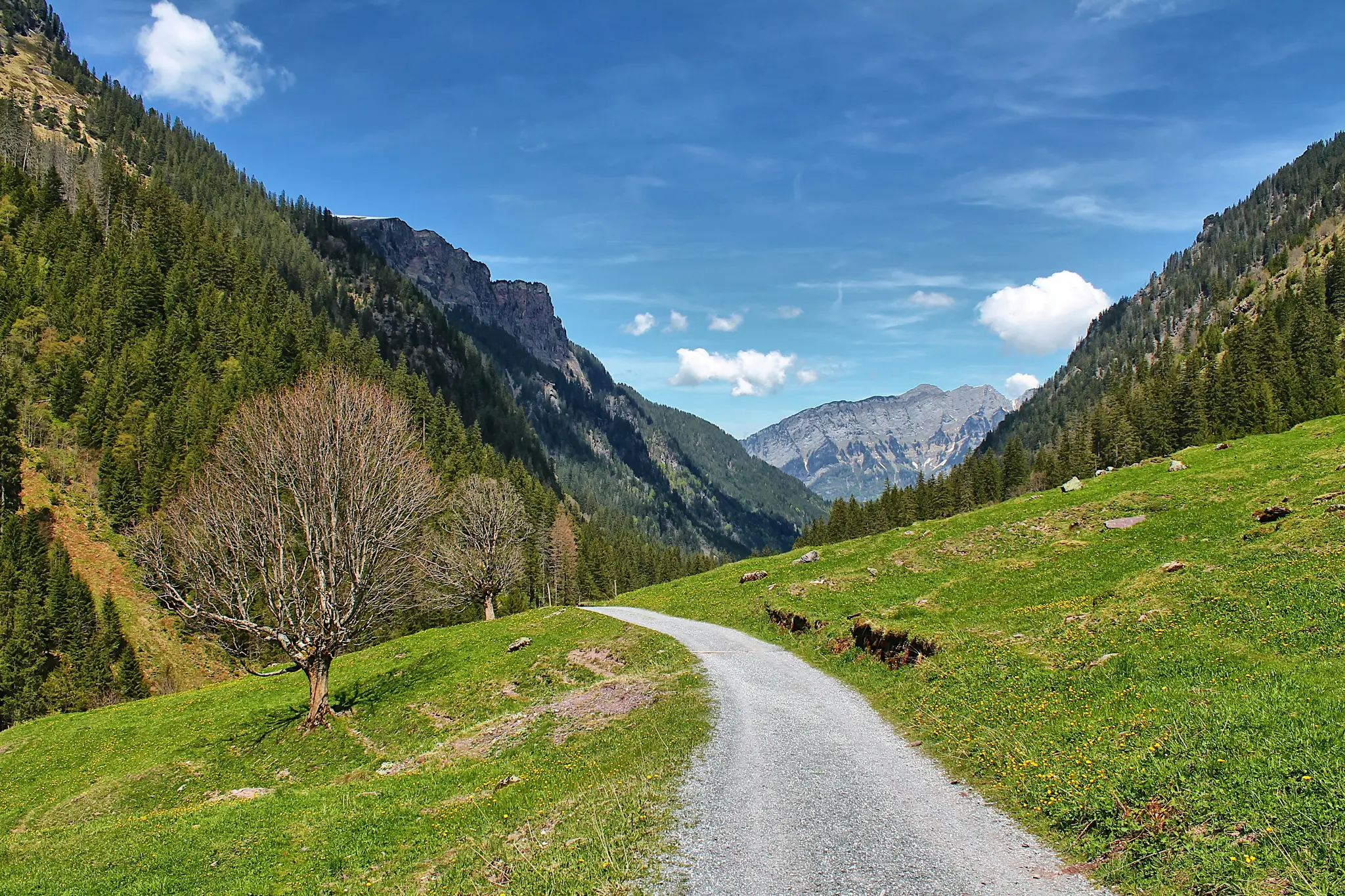A gravel path curves through a verdant mountain valley. Bare trees stand on a grassy slope, flanked by dense pine forests…