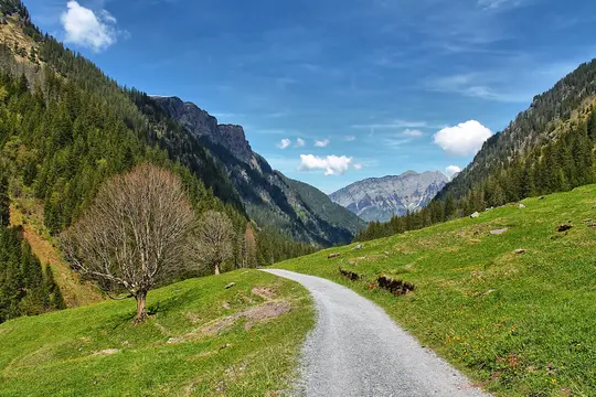 A gravel path curves through a verdant mountain valley. Bare trees stand on a grassy slope, flanked by dense pine forests…