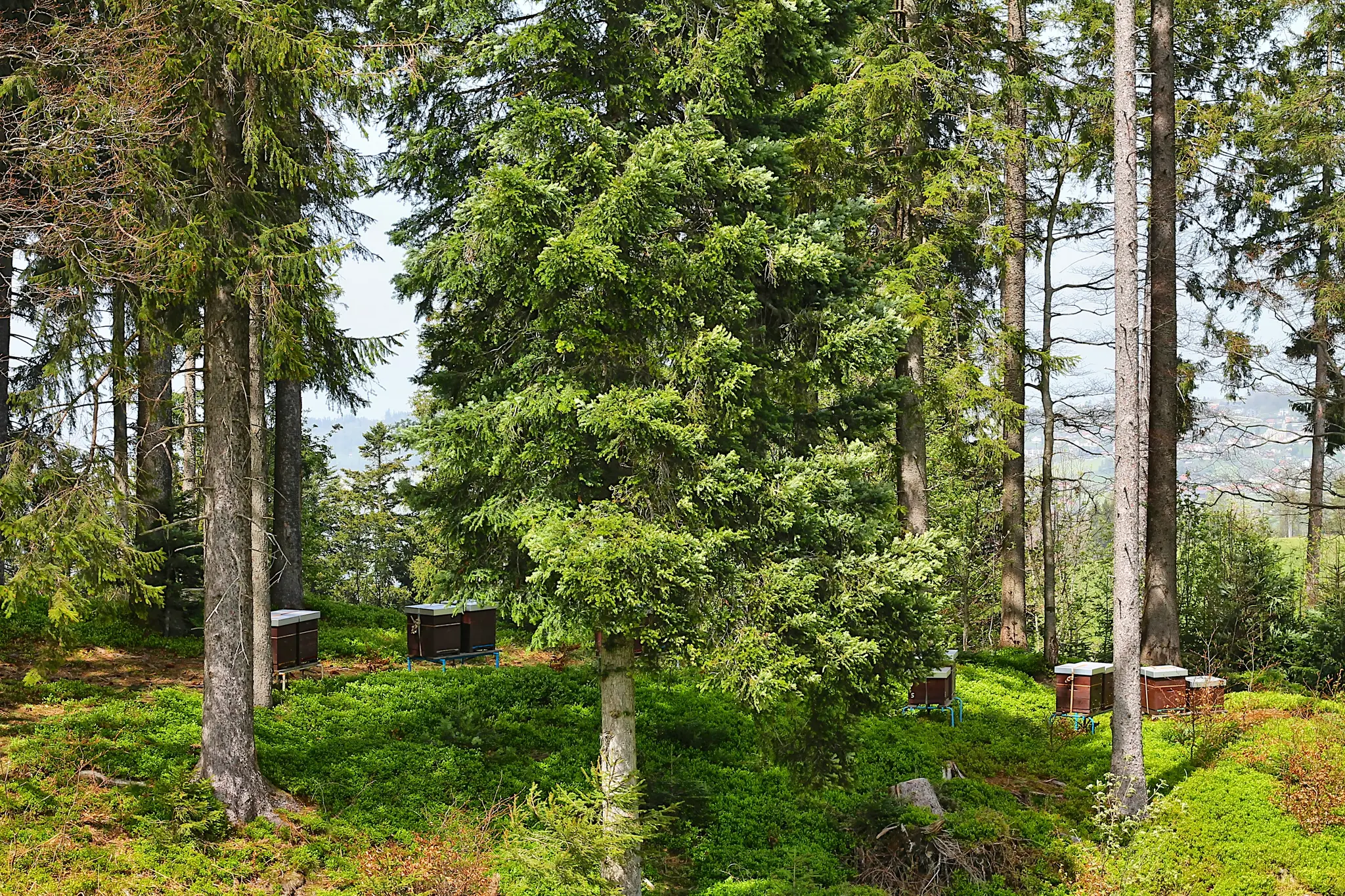 Several dark brown beehives with light-colored tops are nestled among tall evergreen trees and vibrant green undergrowth in…