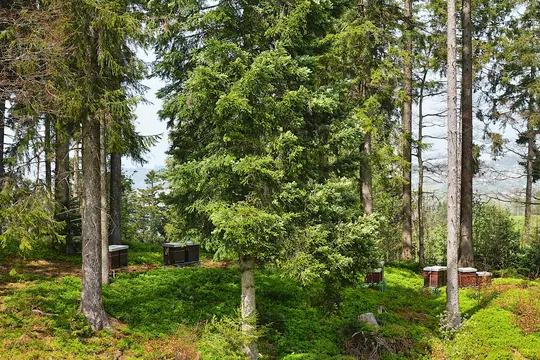 Several dark brown beehives with light-colored tops are nestled among tall evergreen trees and vibrant green undergrowth in…