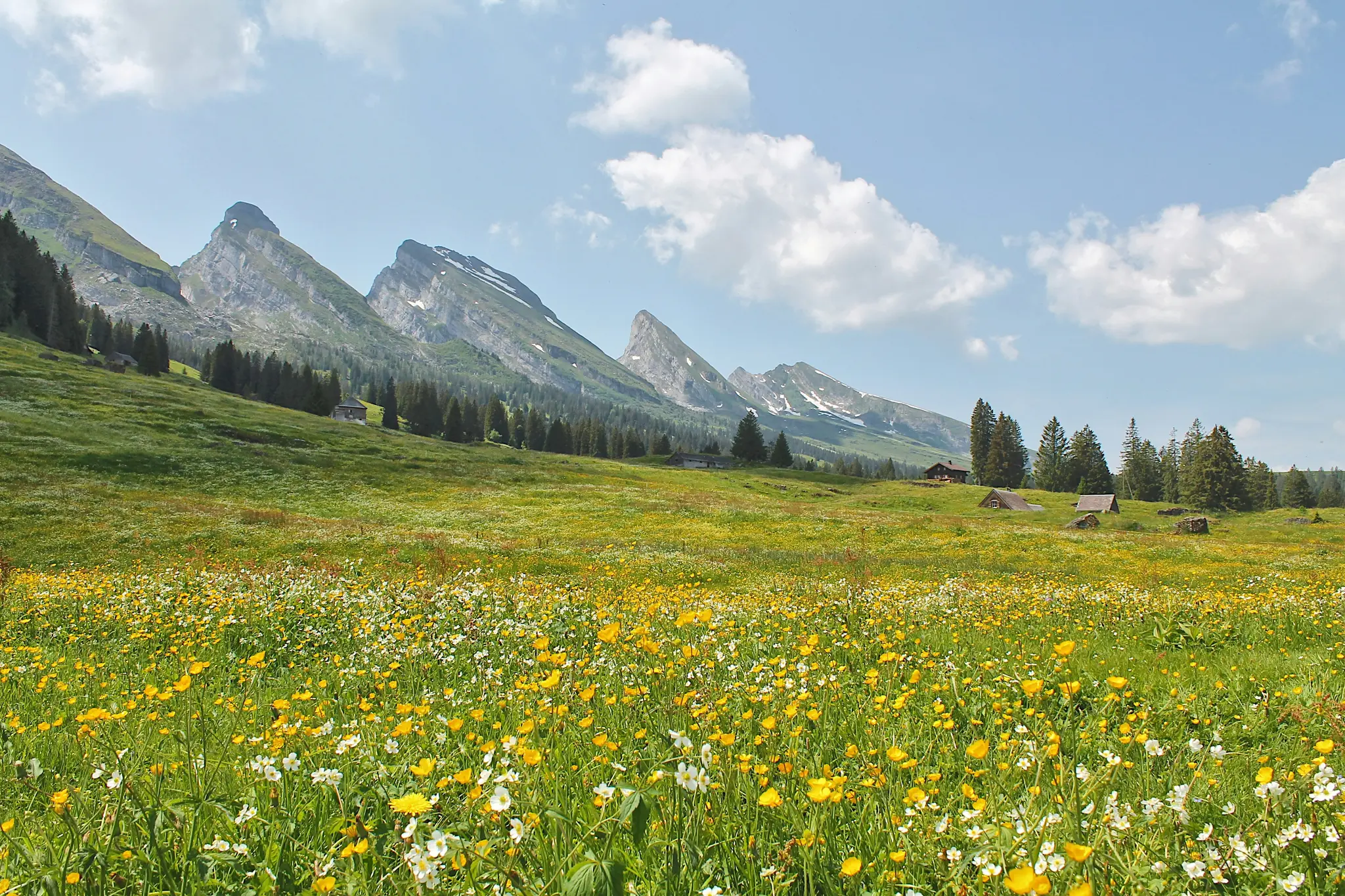 Et bredt landskabsbillede af en frodig grøn eng dækket af gule og hvide vilde blomster, der fører til fyrretræer og bjerge.