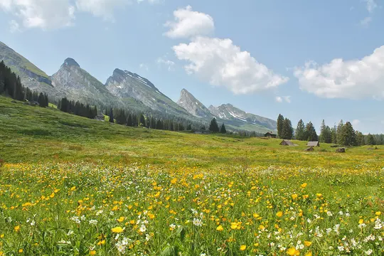 Et bredt landskabsbillede af en frodig grøn eng dækket af gule og hvide vilde blomster, der fører til fyrretræer og bjerge.