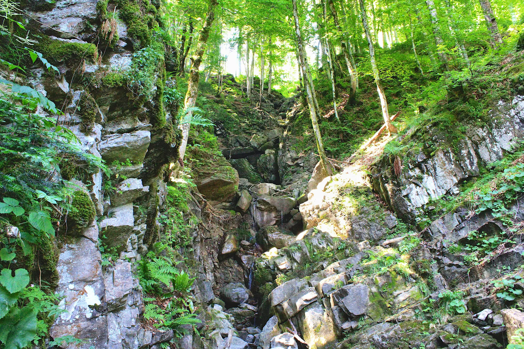 Et levende billede af en solbeskinnet kløft med en lille bæk, der kaskaderer over mosbegroede klipper, omgivet af høje træer