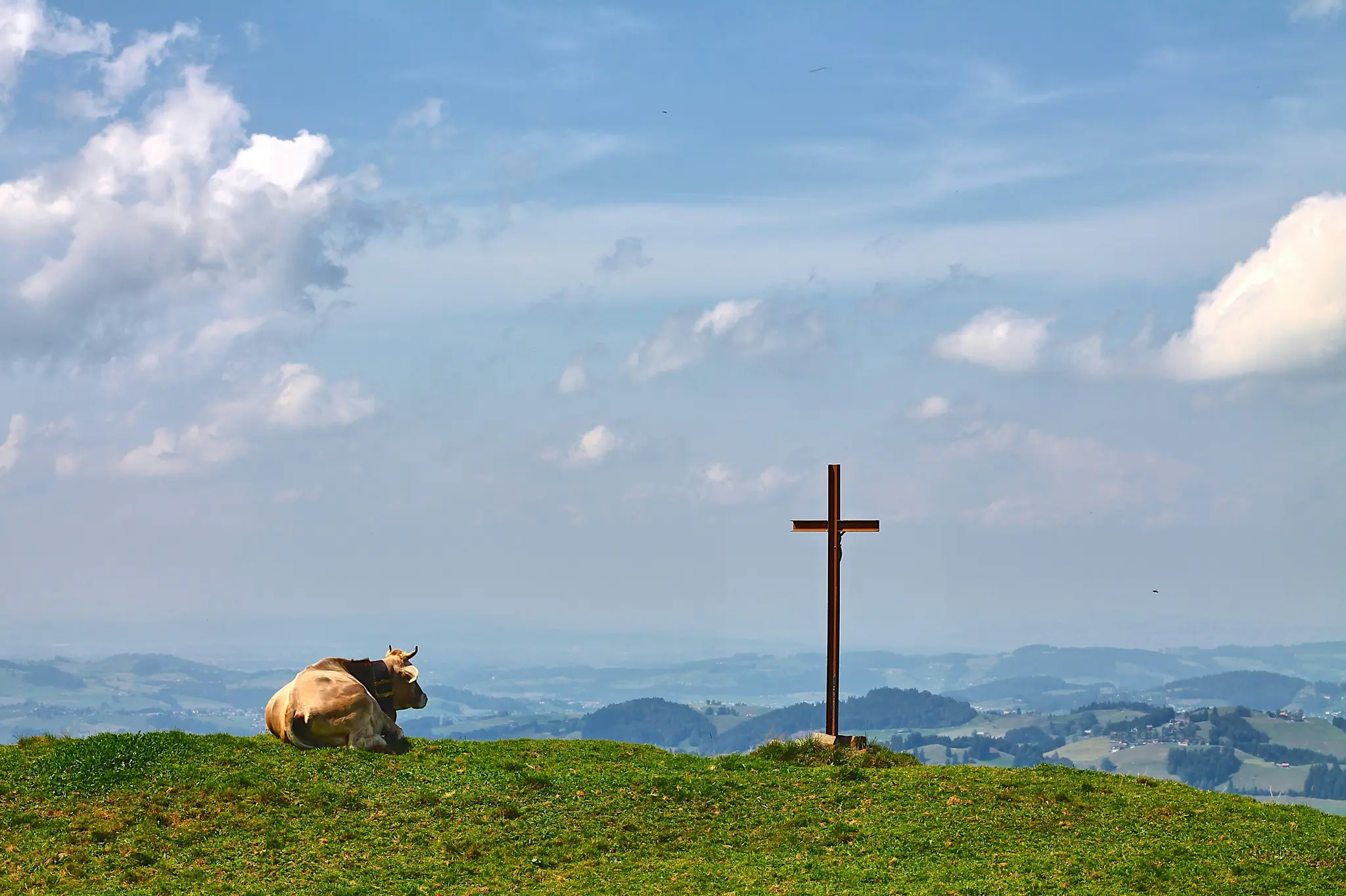 A light brown cow lies on a vibrant green hill, facing right. To its right, a tall brown crucifix stands against a blue sky…