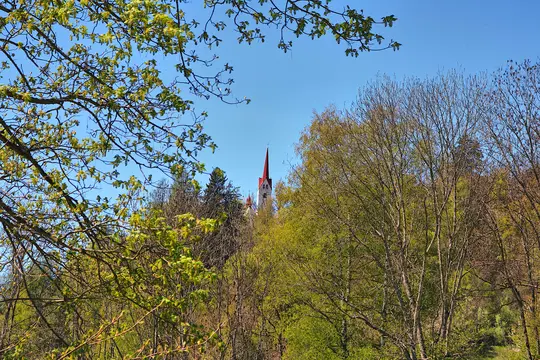 En hvid kirke med et fremtrædende rødt spir og et kors på toppen kigger frem gennem et tæt løvtag med friske grønne blade.
