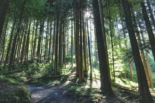 A narrow, winding dirt path leads through a dense forest of tall, slender trees. Bright sunbeams filter through the green…