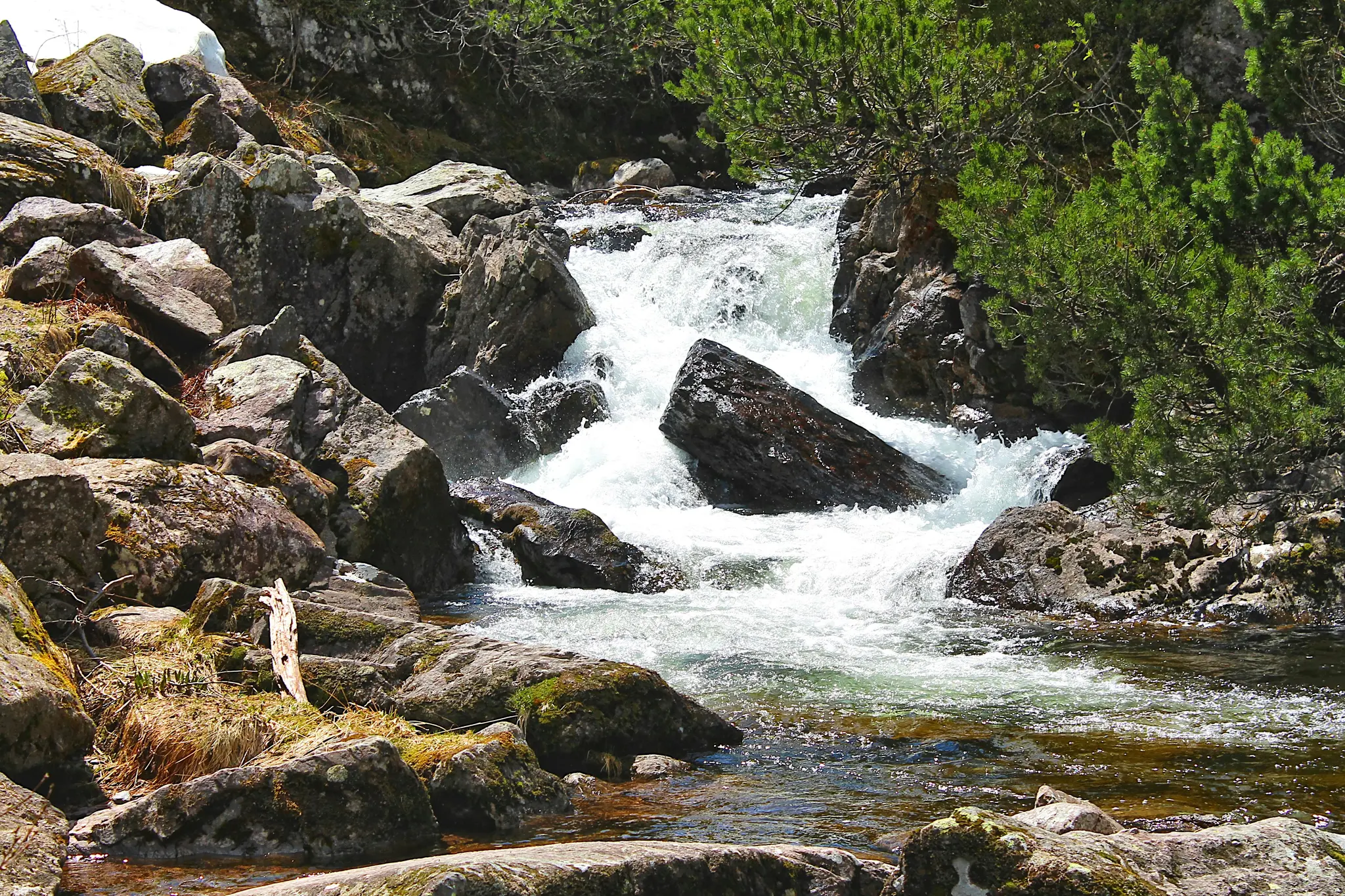 A clear mountain stream cascades over and around numerous large, mossy rocks, creating white foamy rapids. Green pine…