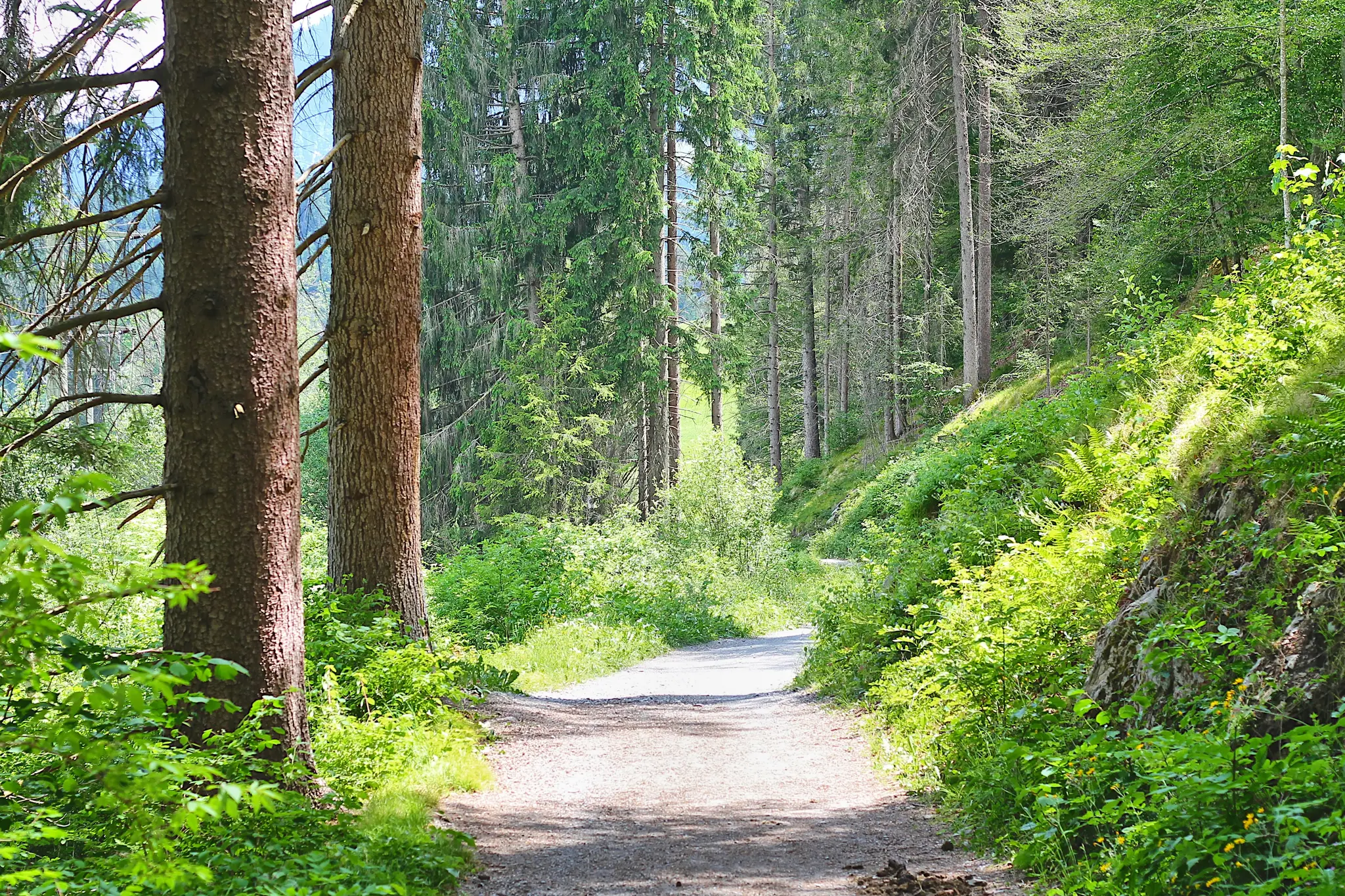 Mutainen polku kiemurtelee eloisan vihreässä metsässä. Korkeat puut reunustavat molempia puolia, auringonvalo pilkuttaa