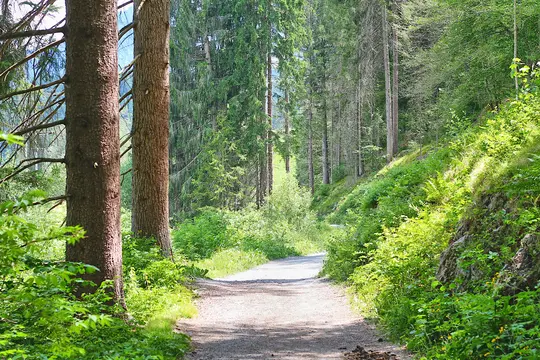 En jordsti snor sig gennem en levende grøn skov. Høje træer langs begge sider, sollys pletter stien og...