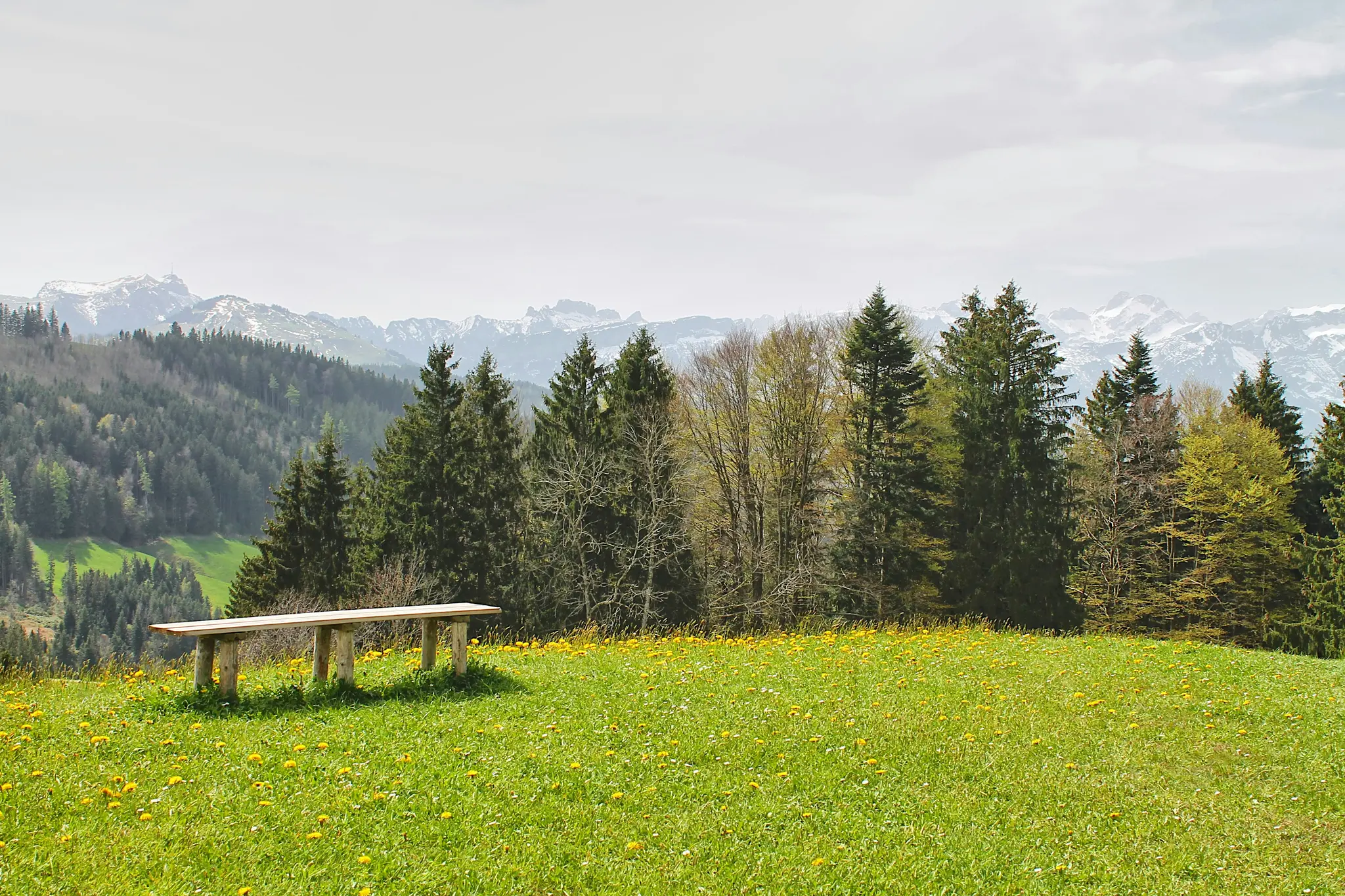 A long wooden bench rests in a bright green meadow dotted with yellow dandelions. Behind it, a dense line of trees, some…