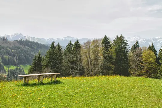 A long wooden bench rests in a bright green meadow dotted with yellow dandelions. Behind it, a dense line of trees, some…