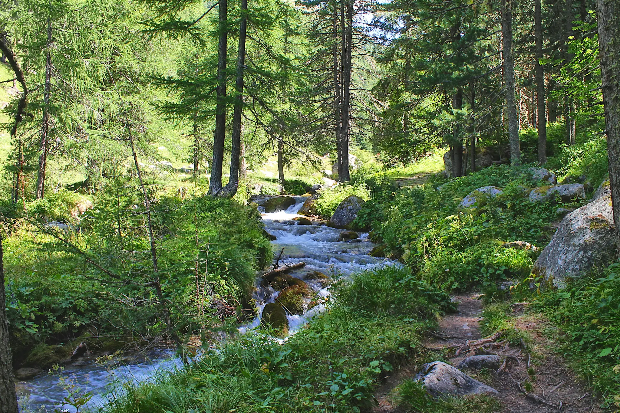 A vibrant forest scene features a clear, rocky stream winding through dense green foliage and tall trees under bright…