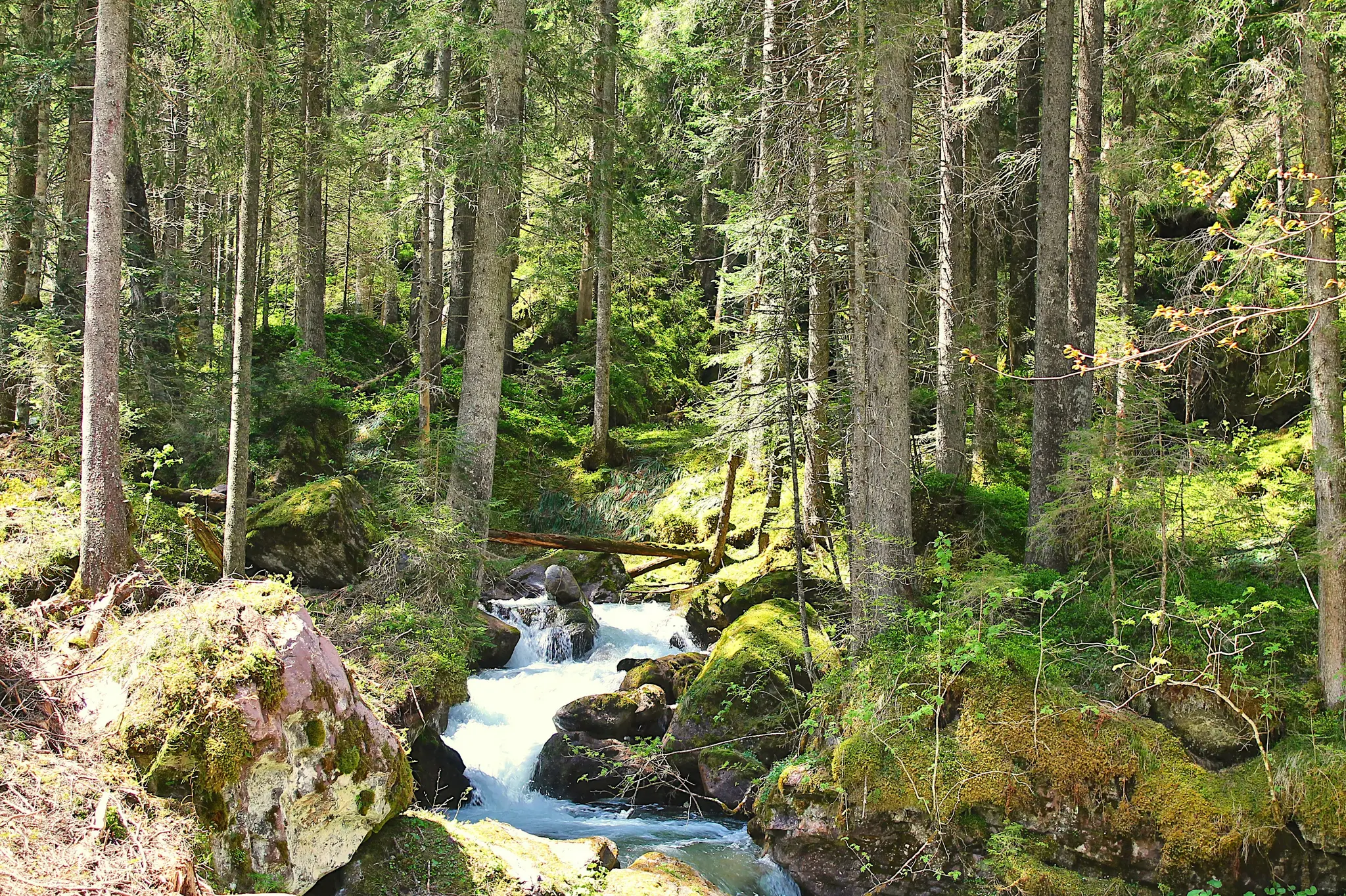 A vibrant forest scene with a clear stream cascading over moss-covered rocks, surrounded by tall, slender trees.