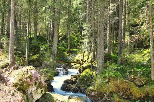 A vibrant forest scene with a clear stream cascading over moss-covered rocks, surrounded by tall, slender trees.
