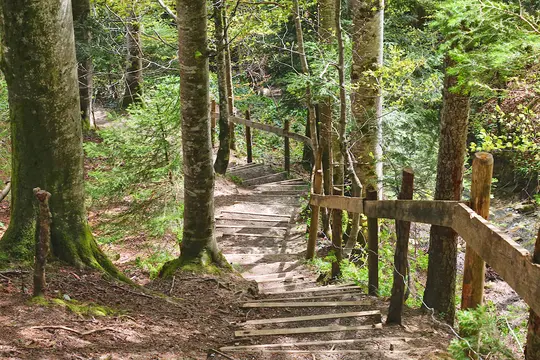 En rustik trætrappe med en simpel trærækværk snor sig ned ad en skråning gennem en frodig, grøn skov med høje træer.