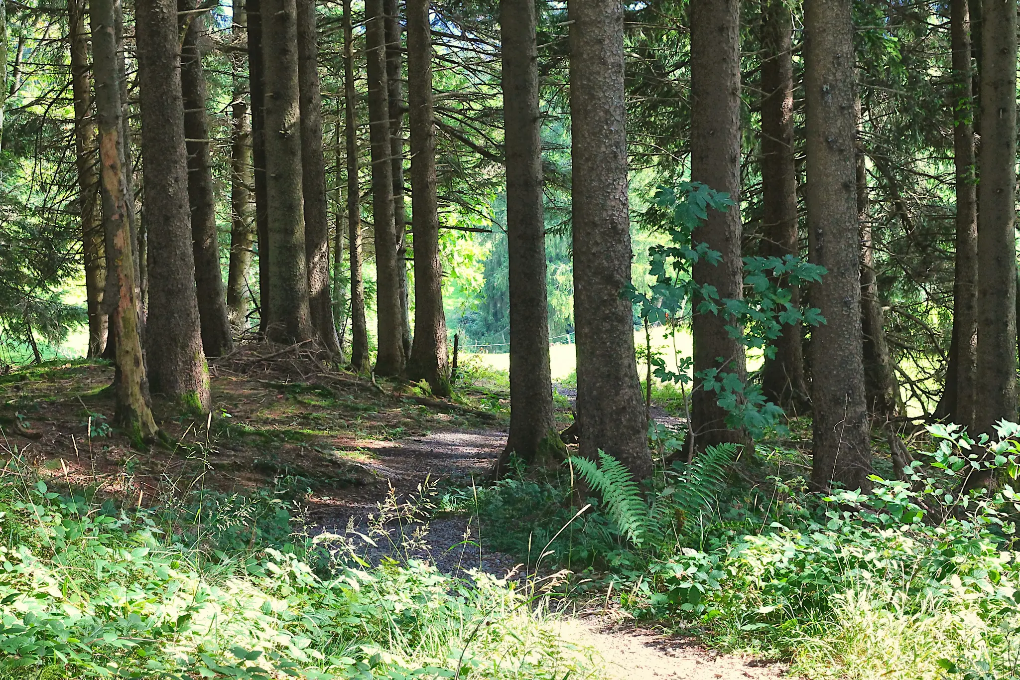 A narrow dirt path meanders through a dense forest of tall, straight trees with dark bark and green needles. Lush green…